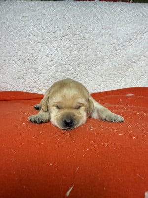 Les chiots de Labrador Retriever