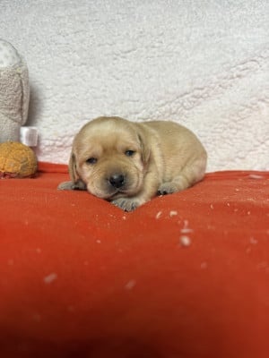 Les chiots de Labrador Retriever