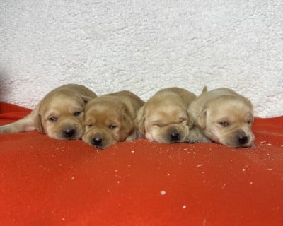 Les chiots de Labrador Retriever
