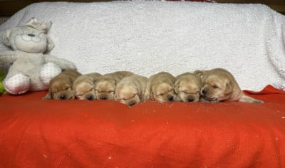 Les chiots de Labrador Retriever