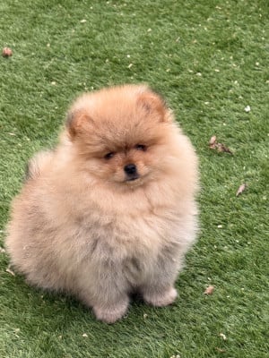 Les chiots de Spitz allemand