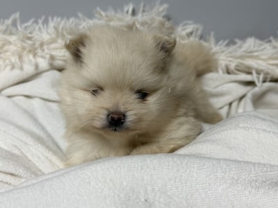 Les chiots de Spitz allemand