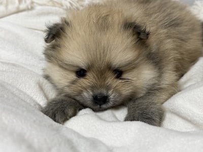 Les chiots de Spitz allemand