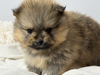 Les chiots de Spitz allemand