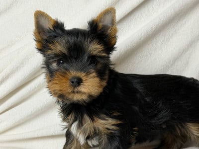 Les chiots de Yorkshire Terrier