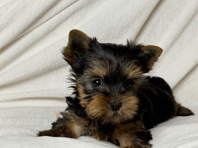 Les chiots de Yorkshire Terrier