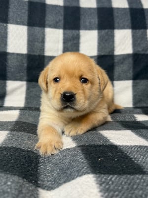 Les chiots de Labrador Retriever