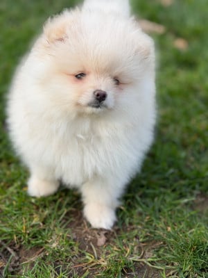 Les chiots de Spitz allemand