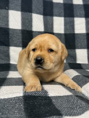 Les chiots de Labrador Retriever