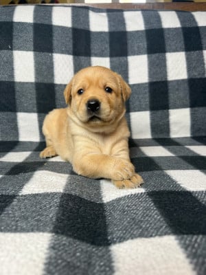 Les chiots de Labrador Retriever