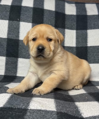 Les chiots de Labrador Retriever