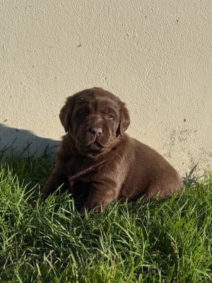 Les chiots de Labrador Retriever