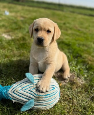 Les chiots de Labrador Retriever