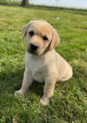 Les chiots de Labrador Retriever