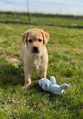 Les chiots de Labrador Retriever