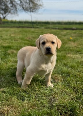 Les chiots de Labrador Retriever