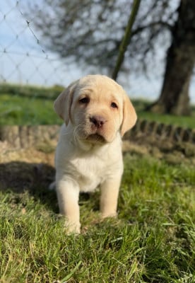 Les chiots de Labrador Retriever