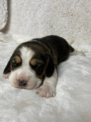 Les chiots de Beagle