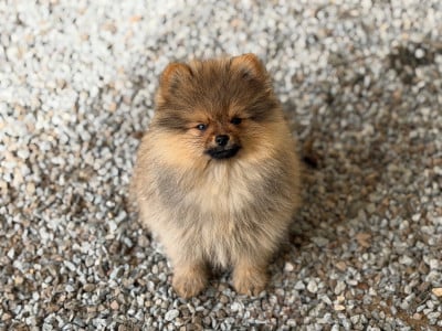 Les chiots de Spitz allemand