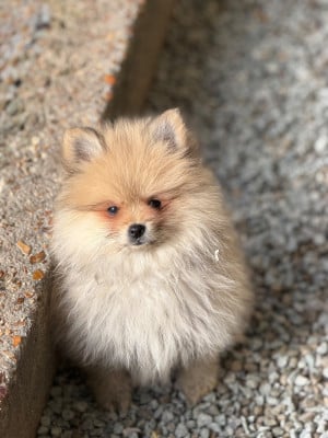 Les chiots de Spitz allemand