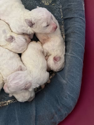 Les chiots de Bichon Frise