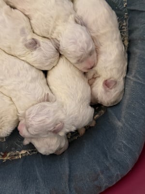 Les chiots de Bichon Frise