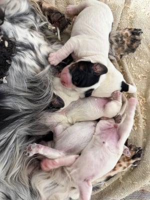 Les chiots de Cocker Spaniel Anglais