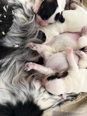 Les chiots de Cocker Spaniel Anglais