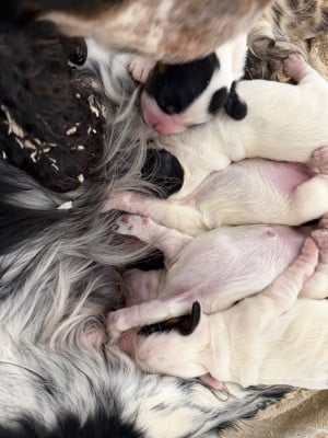 Les chiots de Cocker Spaniel Anglais