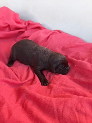 Les chiots de Labrador Retriever