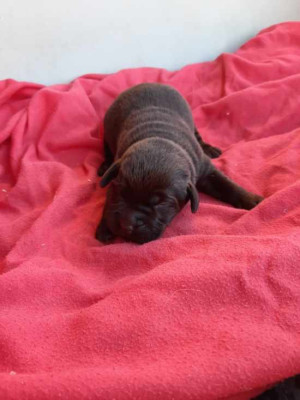 Les chiots de Labrador Retriever