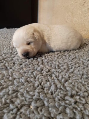 Les chiots de Labrador Retriever