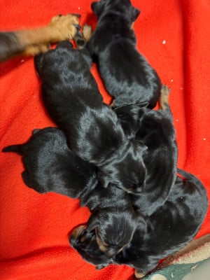 Les chiots de Pinscher nain