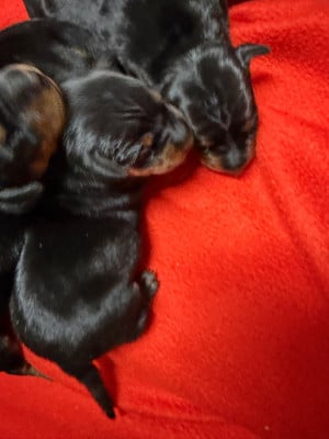Les chiots de Pinscher nain