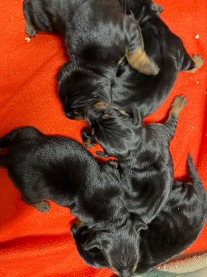 Les chiots de Pinscher nain