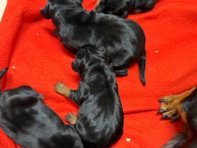 Les chiots de Pinscher nain