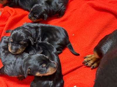 Les chiots de Pinscher nain