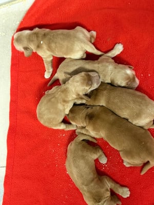 Les chiots de Cocker Spaniel Anglais