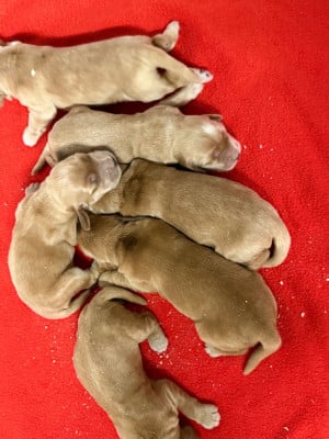 Les chiots de Cocker Spaniel Anglais