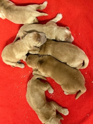Les chiots de Cocker Spaniel Anglais