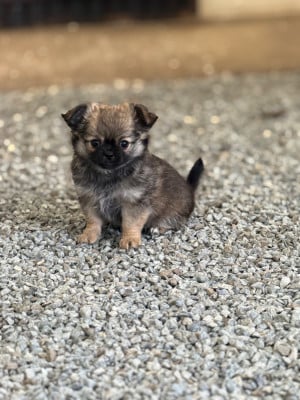 Les chiots de Chihuahua