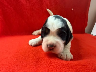 Les chiots de Cocker Spaniel Anglais