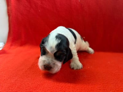 Les chiots de Cocker Spaniel Anglais