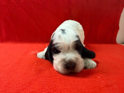 Les chiots de Cocker Spaniel Anglais