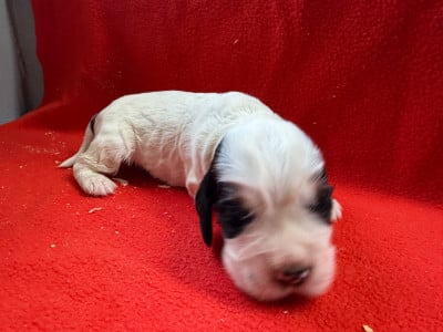 Les chiots de Cocker Spaniel Anglais