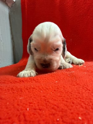 Les chiots de Cocker Spaniel Anglais