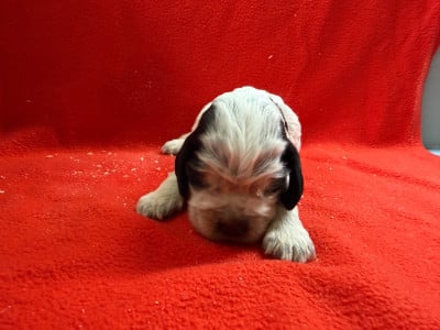 Les chiots de Cocker Spaniel Anglais