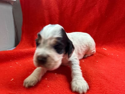 Les chiots de Cocker Spaniel Anglais