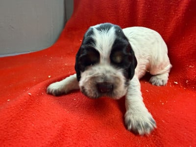 Les chiots de Cocker Spaniel Anglais