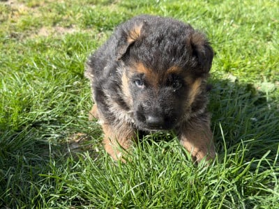 Les chiots de Berger Allemand